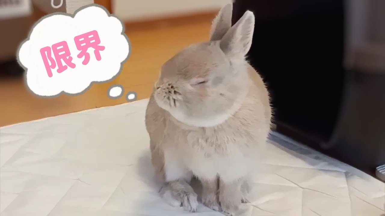 A bunny who thinks he's turned into bread is frantically tasting