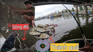 Câu trúng đậm ổ cá Rìa bông,như cá nuôi ăn liên tục.Giật sướng tay,đầy cảm giác Tại cầu PHAN THIẾT.@