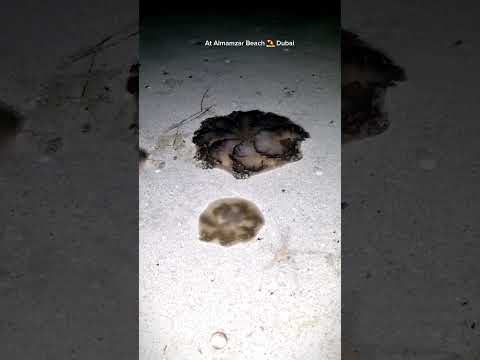 What's This ? Al Mamzar Beach ⛱️ Dubai. Jelly Fish Dubai