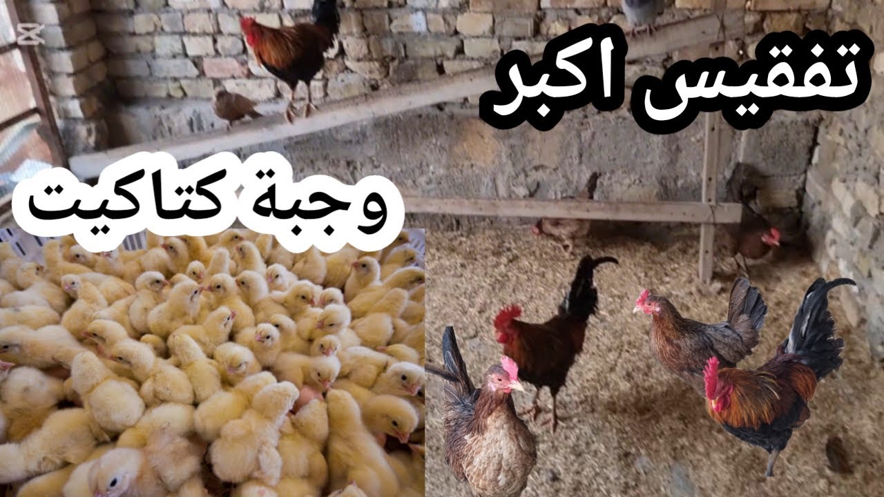 تفقيس اكبر و جبة كتاكيت 🐣🐣