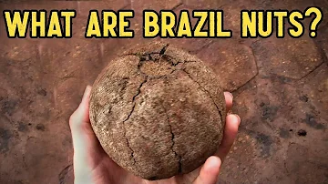 Can you get selenium poisoning from eating too many Brazil nuts?