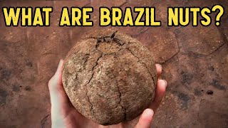 Where Brazil Nuts Come From - Weird Fruit Explorer Ep 207