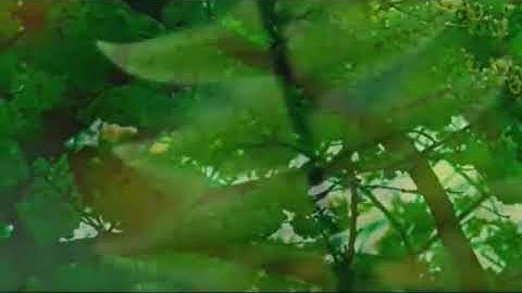 آيات بينات من سورة الفرقآن لقارئ أويس بن حبيلس🇩🇿