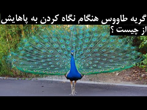 چرا طاووس ها هنگام نگاه کردن به پاهای خود گریه می کنند