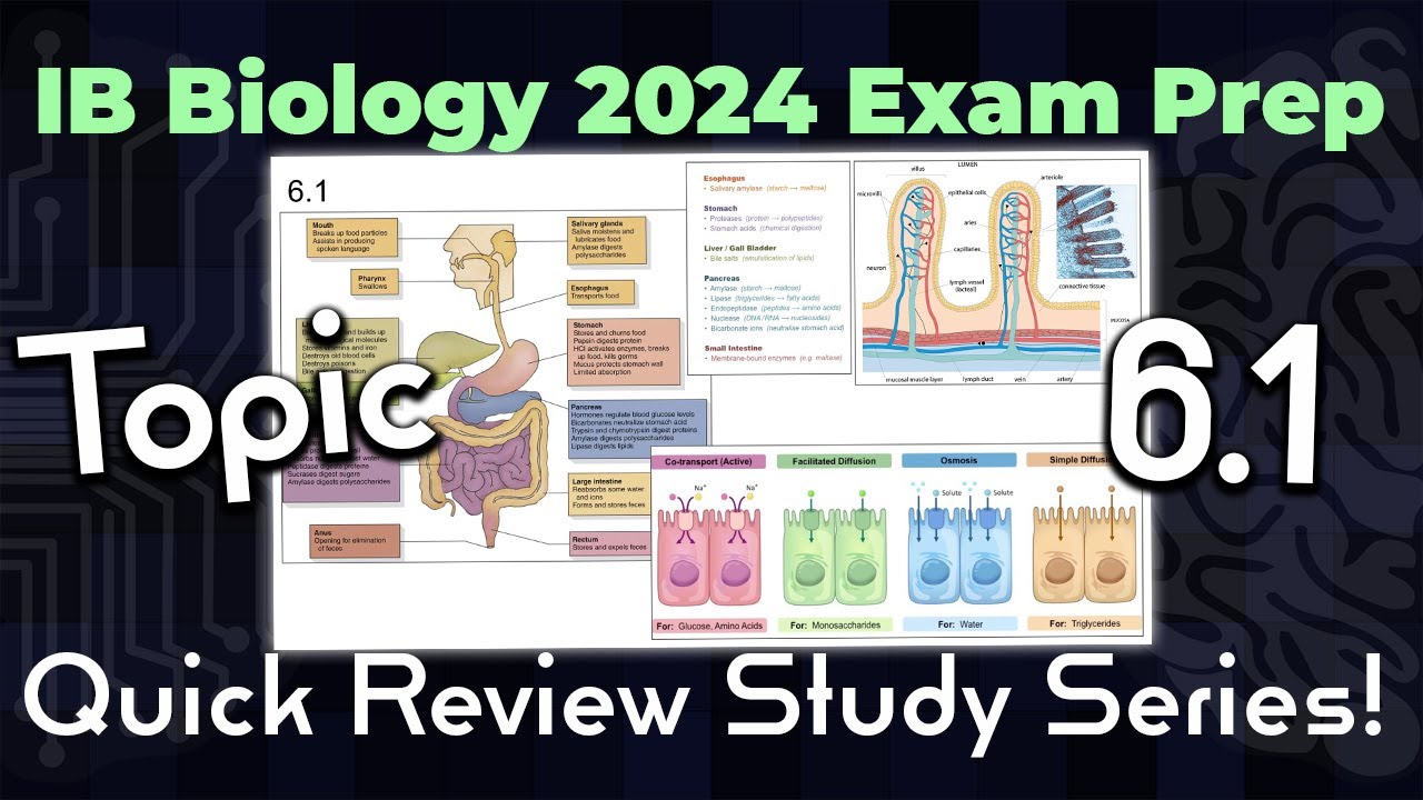 [OLD2016] IB Bio 2024 QUICK REVIEW - Topic 6.1: Digestion and ...