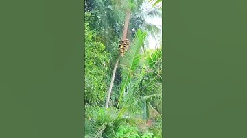 Pha Cưa Đọt Dừa Cao 25 mét đỉnh cao Vua Khỉ Miền Tây #vuakhi #shorts