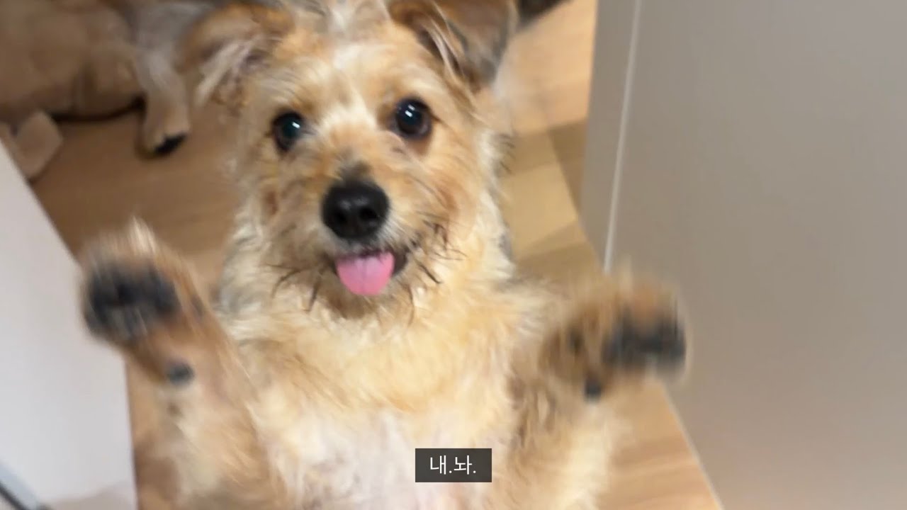 CEO뒹굴 제트뒹굴, 주말을 보내는 강아지 밀착탐구