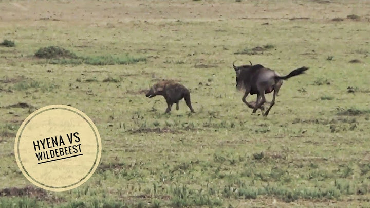 Hyena chasing wildebeest