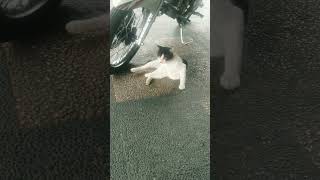 remix djwijaya dj djwillyan djremix djwirosableng  djsantay djterbaru shorts