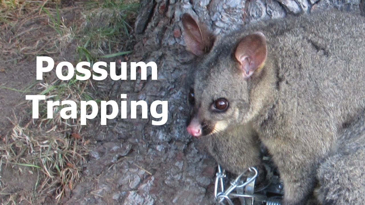 Possum Trapping New Zealand ep 2 checking traps YouTube