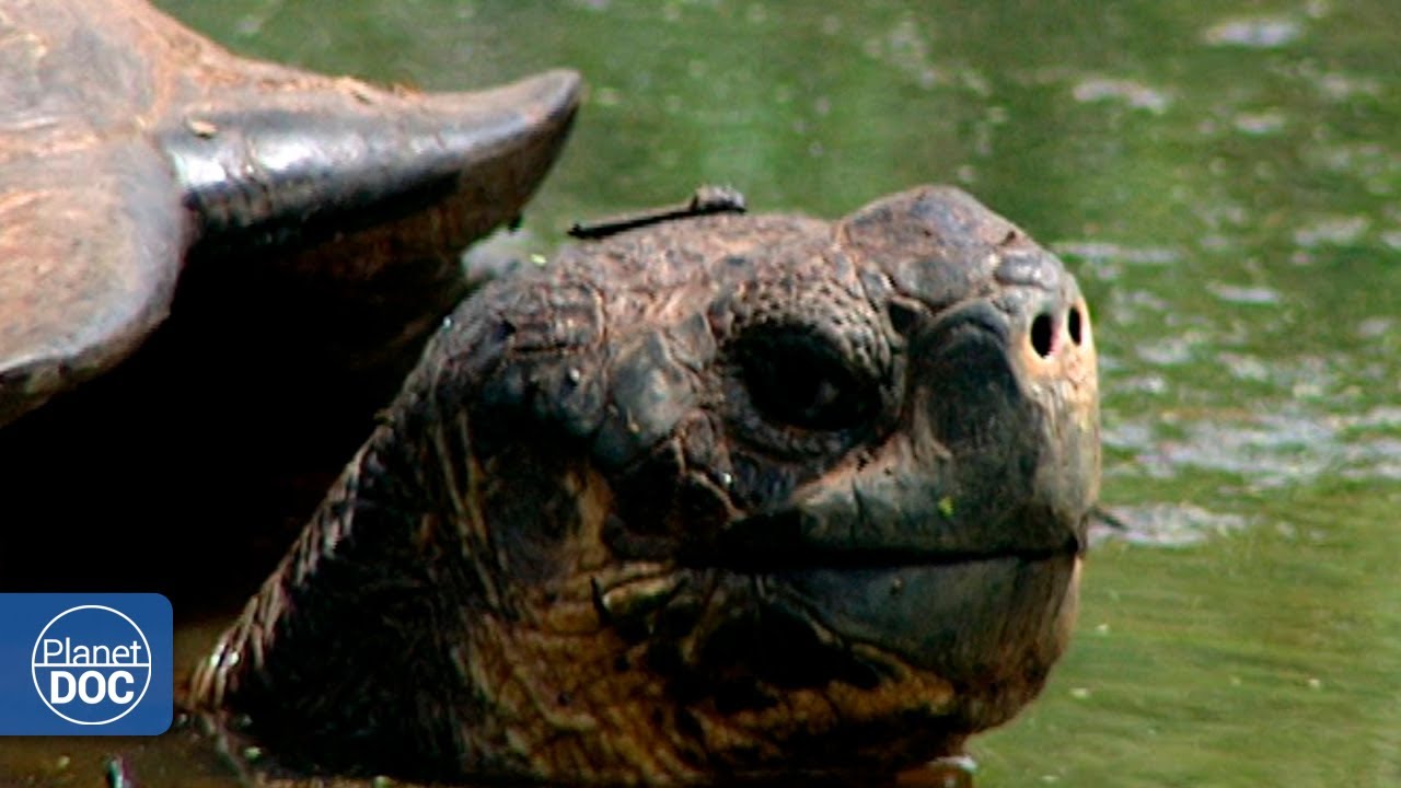 Jorge el solitario: así fue la vida del animal más sólo del Planeta Tierra