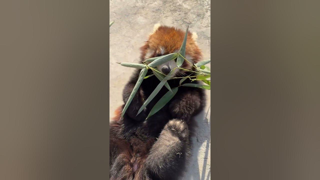 It’s so comfortable to eat while lying down shorts cutepanda cute cuteanimals funny lovely