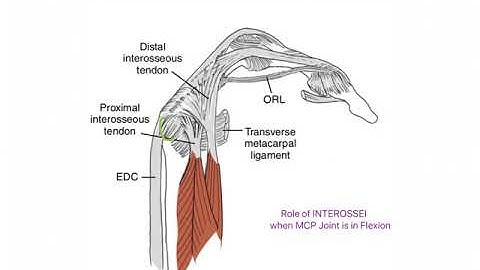 Role of Interossei at MCP and IP Joints   WRIST AND HAND COMPLEX