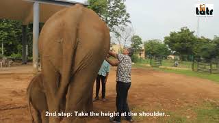 How to measure the height of an elephant without climbing the elephant? screenshot 5