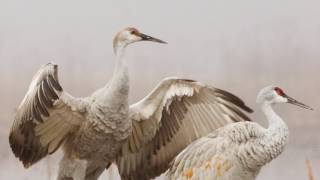 Unseen Jewel - Gary Natural Area Tour