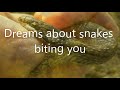 Decoding Dreams: The Symbolism of Snake Bites and Their Meanings