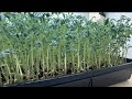 Seed germination | Microgreen at Home | vegetables grow at home | plants &amp; Planting in trays