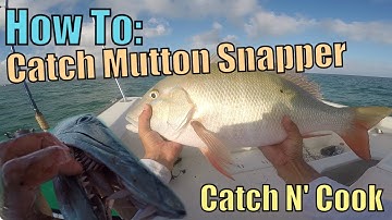 How to Catch MONSTER Mutton Snapper Fishing Key Largo | Catch N Cook
