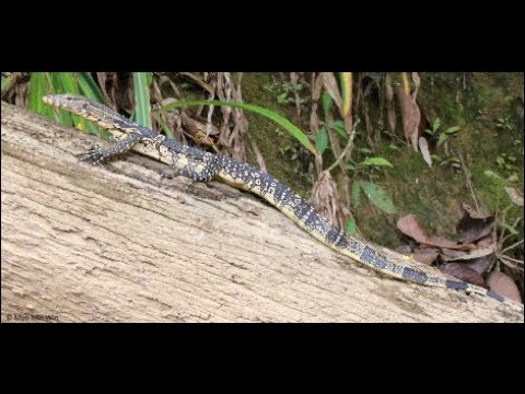 Distribution of Water Monitors in Myanmar | Threatened Taxa