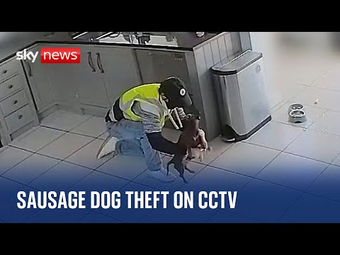 Sausage dog stolen during home burglary in essex