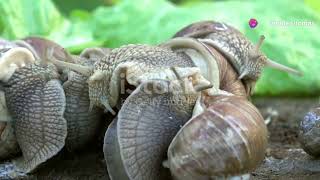 The Legacy of Jeremy the Snail: A Left-Coiled Wonder