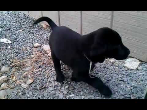 7 week old lab puppies - YouTube