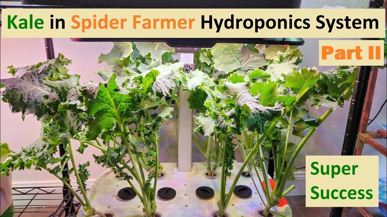 [Part 2] Kale in Spider Farmer Hydroponics System (Siberian Dwarf Kale)