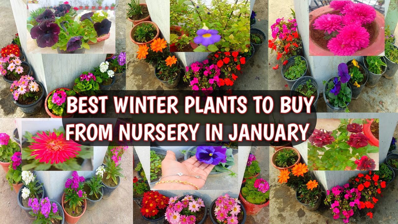 BEST WINTER PLANTS TO BUY FROM NURSERY IN JANUARY 2024 BEST FLOWERS