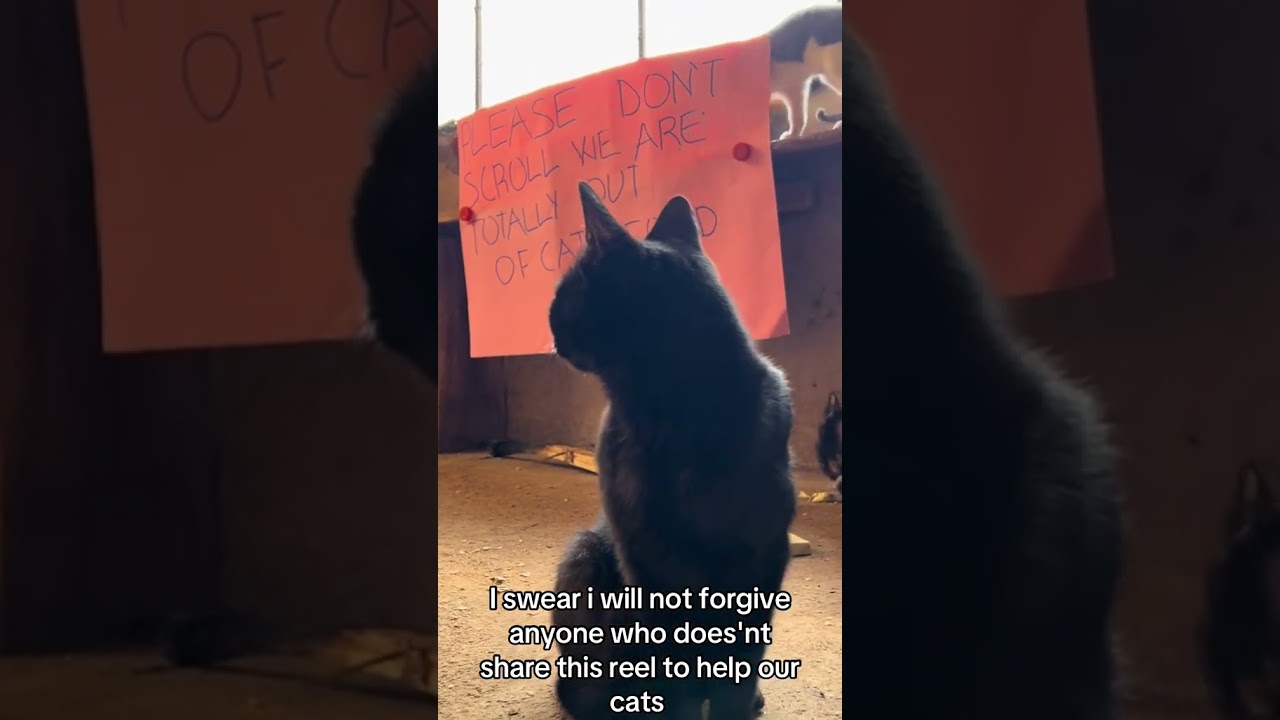 food donation ( donation link inbio👇👇) #helpmeplease #catrescue