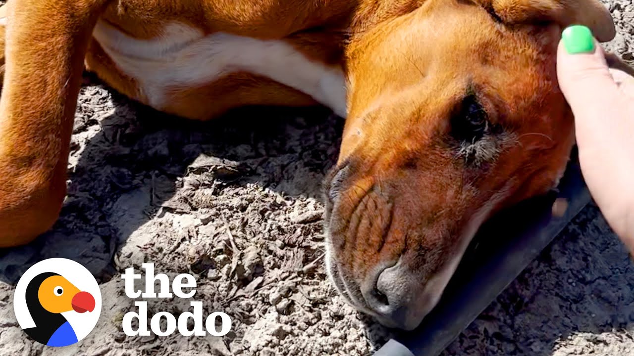 Собака, найденная со сломанной лапой, не может перестать резвиться со своей новой семьей | The Dodo