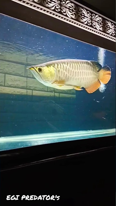 ARWANA GOLDEN RED HB #shorts #arowana #arwana #short #fish #ikan #ikanhias #ikanpredator