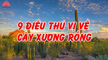 9 Điều Thú Vị Về Cây Xương Rồng | Linh Lung Garden