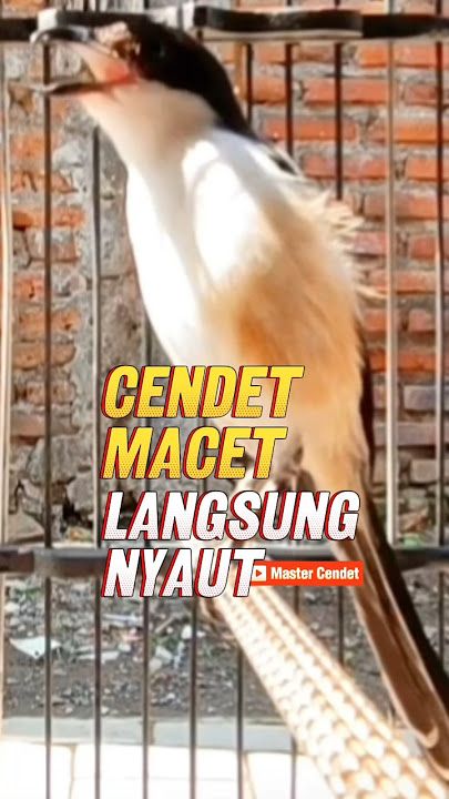 SUARA CENDET GACOR PANCINGAN CENDET MACET  BUNYI #cendetgacor #pentetgacor #masterancendet