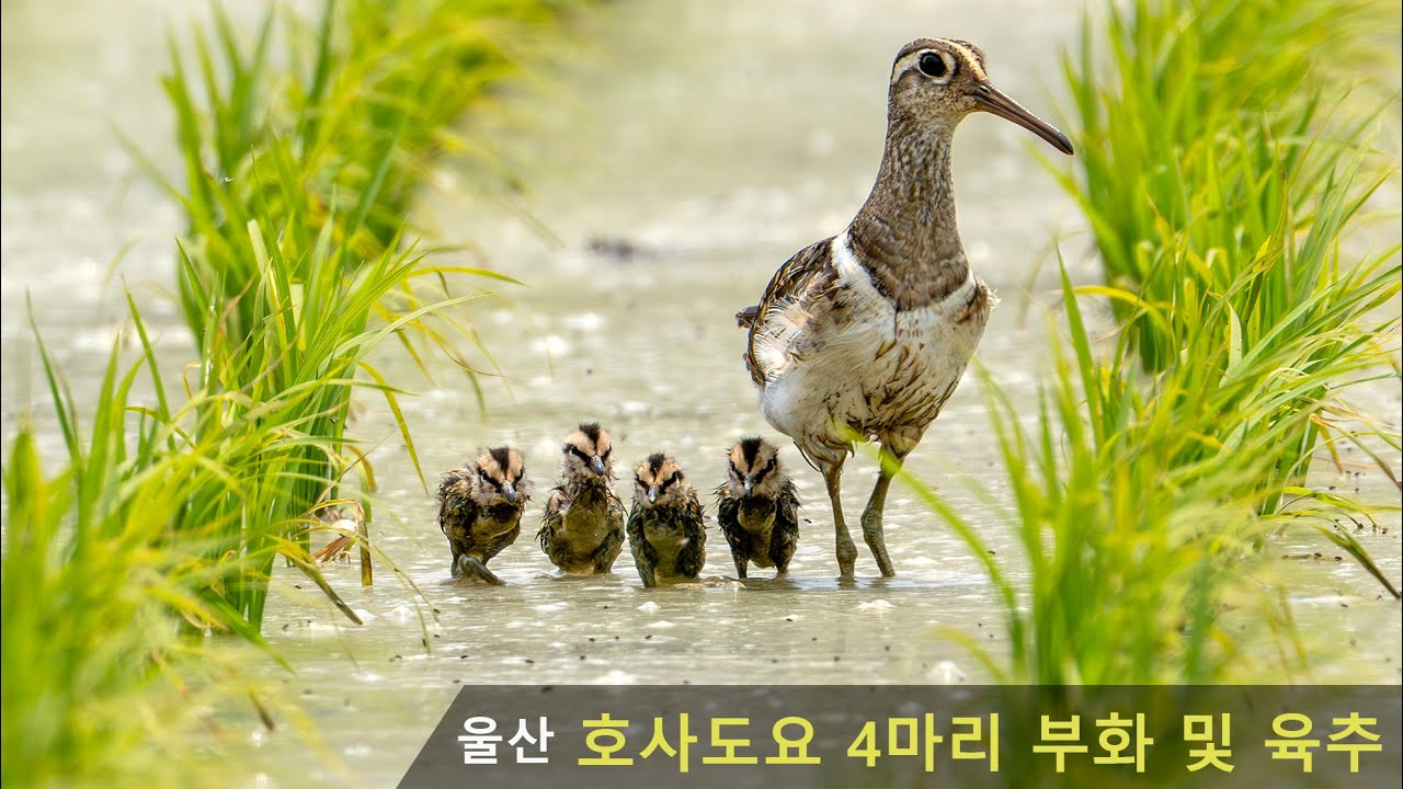 천연기념물 호사도요 네 마리 부화 번식 및 육추 (울산)