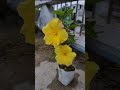 Flower #video #shorts #new