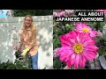 Fall In LOVE With Japanese Anemones 💕🌸