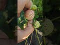 White Pine Beery - Căpșuni Ananas Albe
