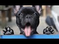 French Bulldogs Funny Moments &amp; Fails Compilation #25 французский бульдог приколы