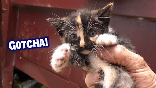 TOP 5 KITTEN GRABBIN’ RESCUES!