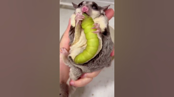 Sugar Glider  eating snacks