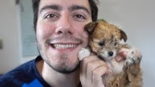 Cesurun Yeni Arkadasi