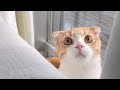 高いとこ登れにゃい…応援したくなる最高のとろちゃん動画