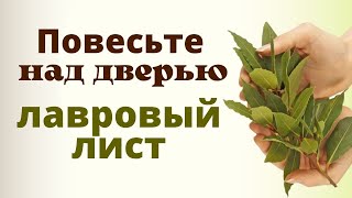 Повесьте над дверью лавровый лист | Как привлечь удачу и избавиться от проблем ритуал