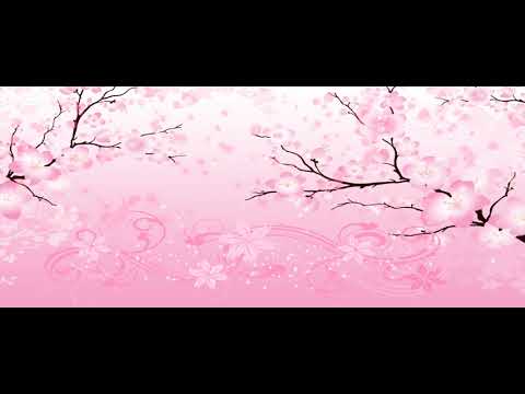 Cherry Blossom Background Pink Tree Flowers Video Loop Background