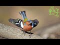 Голоса птиц Как поёт Зяблик