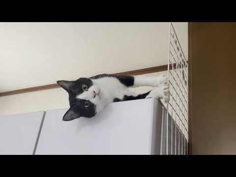 「お母さん、無視しないで」と可愛く訴える猫