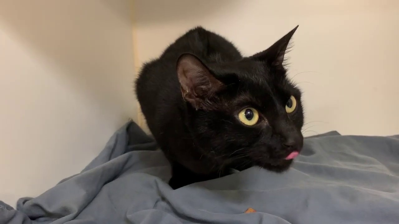 adopt cats long island Hector 71576 - Sweetness | NYCACC
