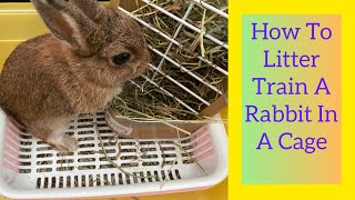 How To Litter Train A Rabbit In A Cage(5 Simple Steps)