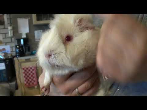 Video: Luizenplaag Bij Cavia's