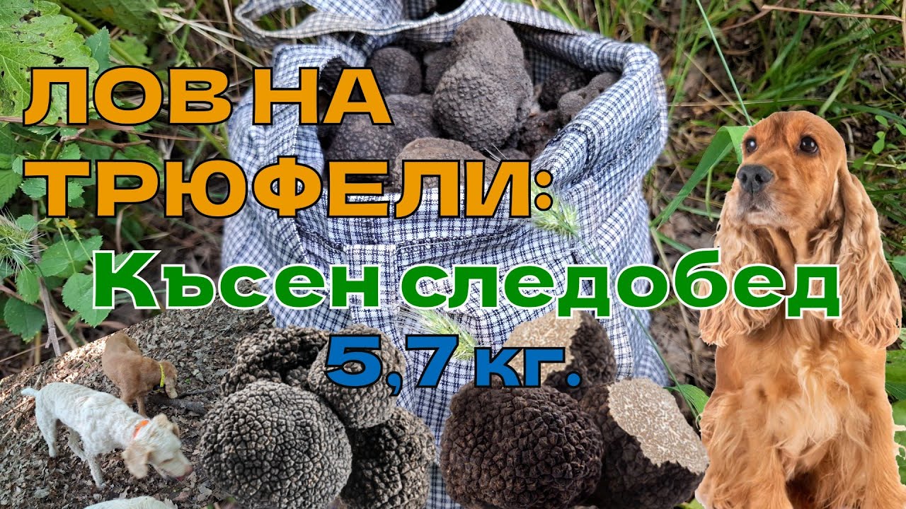 ЛОВ НА ТРЮФЕЛИ: Късен следобед